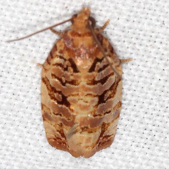 3656-Archips-georgiana-Cypress-Glenn-Silver-Lk-Fl-3-23-23