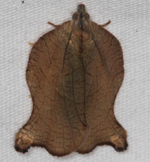 3658 Omnivorous Leafroller Moth Lake of the Woods Ontario 7-20-16 (184a)_opt