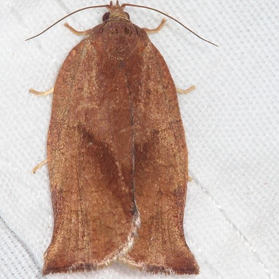 3658 Omnivorous Leafroller Moth  Thunder Lake UP Mich 6-27-18 (1)_opt