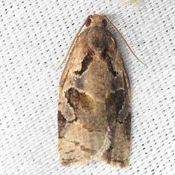 3660 Archips grisea Alexander Springs Ocala National Forest  3-18-13