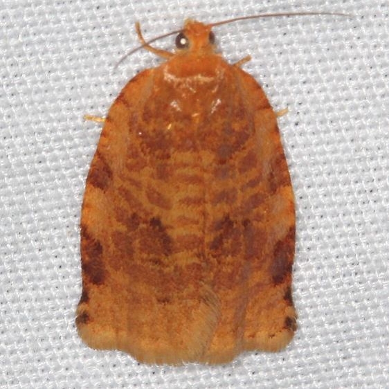 3661 Ugly-nest Caterpillar moth Lake of the Woods Ash Rapids Lodge 7-16-17 (53)_opt
