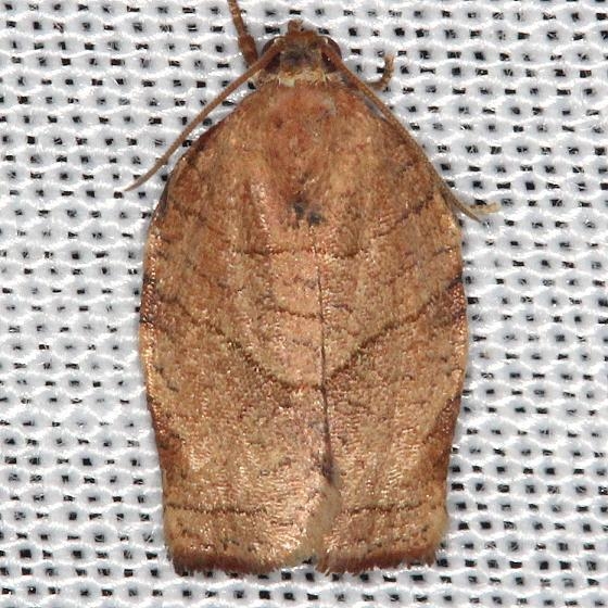 3663.1 Large Fruit-tree Tortrix Moth yard 8-1-13