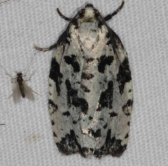 3666 Boldly-marked Archips Moth Lake of the Woods Ontario 7-21-16 (38)a_opt