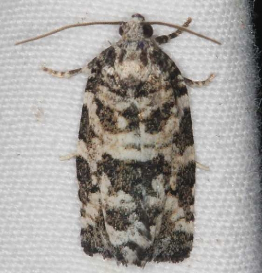 3667 Spring Spruce Needle Moth Lake of the Woods Ontario 7-19-16 (44a)_opt