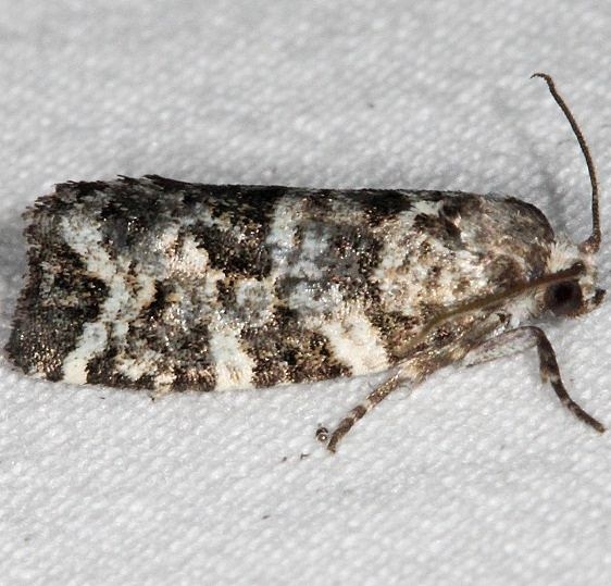 3667 Spring Spruce Needle Moth Lake of the Woods Ontario 7-20-16 (155a)_opt
