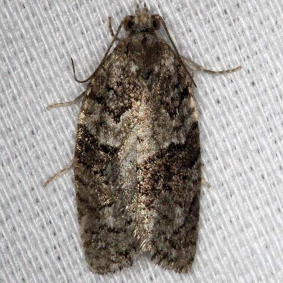3672 Gray Leafroller Moth Thunder Lake UP Mich 6-21-13