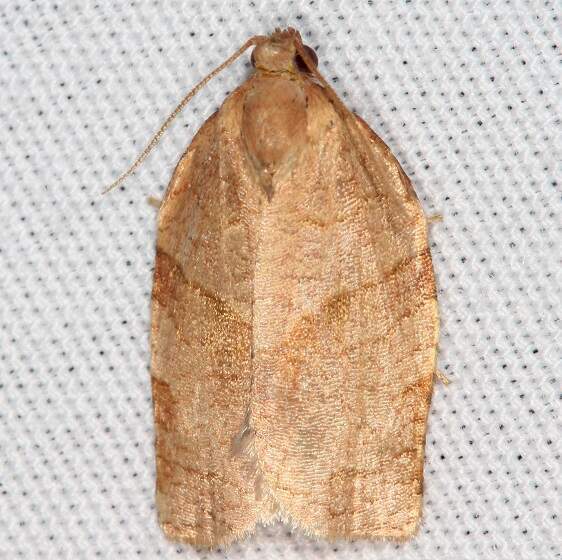 3675 Allens Tortrix Whispering Pines Resort Thunder Lk Mich 8-27-21