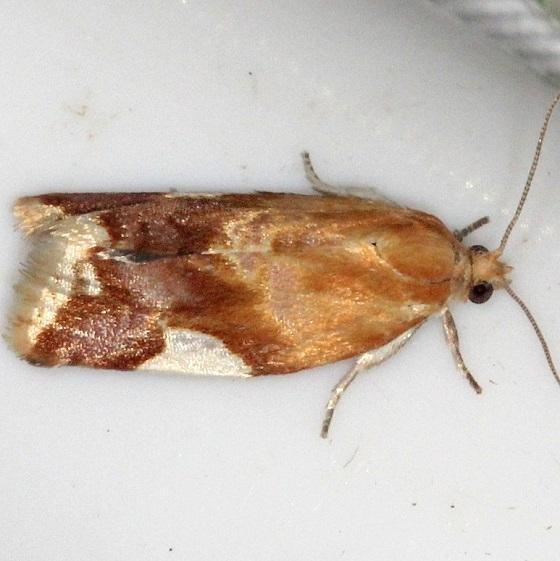 3682 White-triangle Clepsis Moth Thunder Lake Mich UP 6-22-13