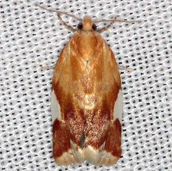 3682 White-triangle Clepsis Thunder Lake Mich UP 6-22-13