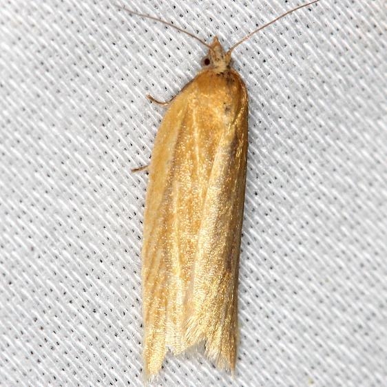 3684 Clemen's Clepsis Moth yard 5-30-13