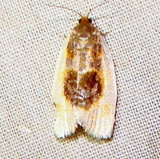 3686 Black-patched Clepsis yard 5-31-11