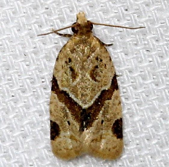 3688 Garden Tortrix Moth Kissimmee Prairie St Pk 3-15-13