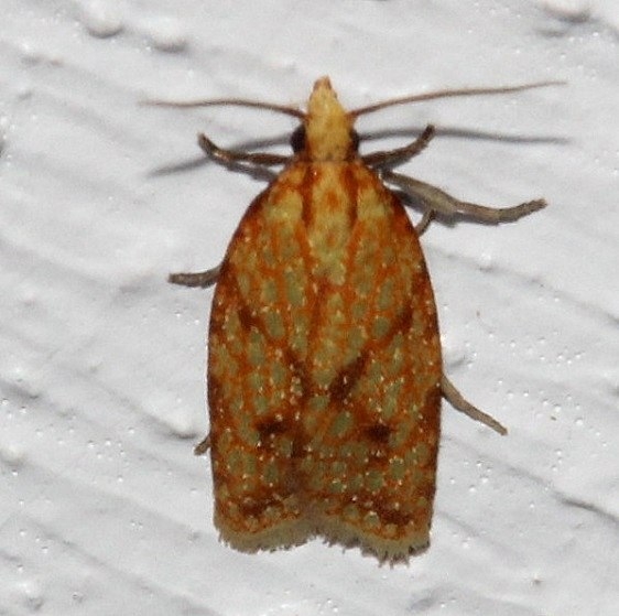 3695 Sparganothis Fruitworm Moth Kissimmee Prairie St Pk 3-11-13