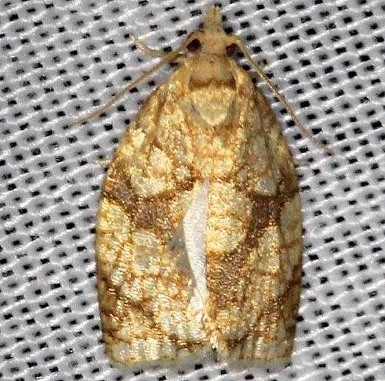 3695 Sparganothis Fruitworm MothBattelle Darby Pk Ancient Trail Oh 7-25-13