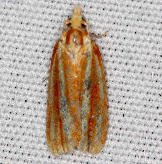 3699 Three streaked Sparganothis Moth Whispering Pines Resort Thunder Lk Mich 8-25-21