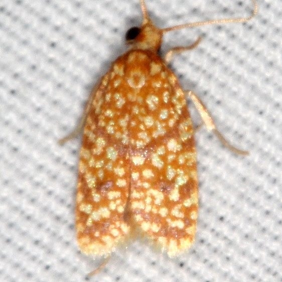 3700.2 Sparganothis tessellata BG Big Lagoon St Pk Fl 9-13-18 (34)_opt