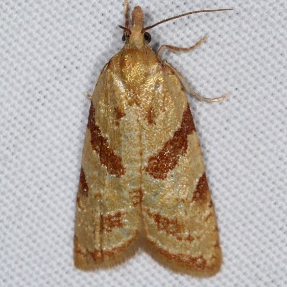 3714 Sparganothis senecionana BG Colorado National Monument 6-18-17 (7)_opt