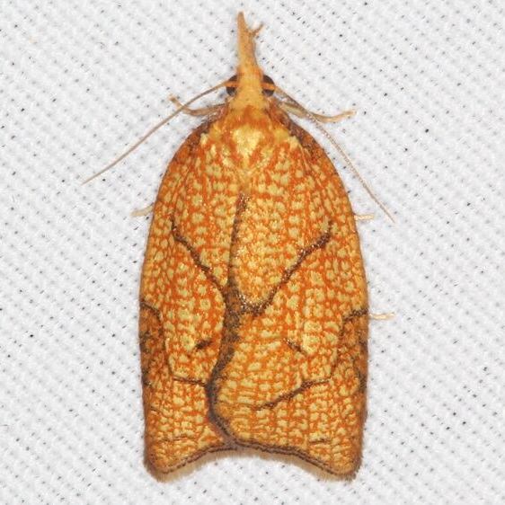 3720-Reticulated-Fruitworm-Goose-Bay-Camp-Lac-Seul-Ontario-7-31-22