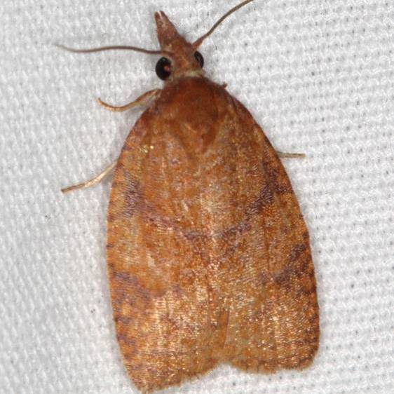 3722 Chokecherry Leaferoller Moth Coyote Run Preserve 8-2-19