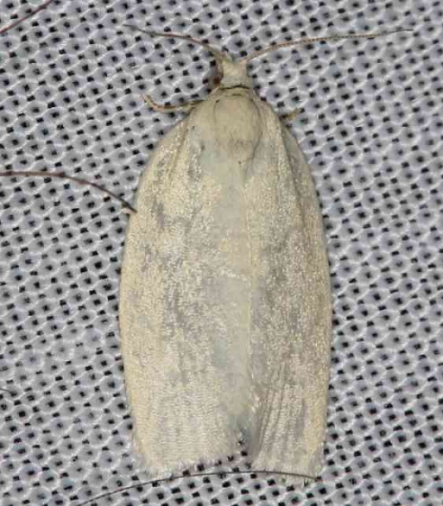 3725 Maple-Basswood Leafroller Moth Lake of the Woods Ontario 7-21-16 (77a)_opt