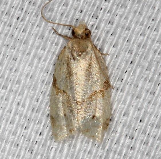 3725 Maple-basswood Leafroller Moth Village Creek St Pk, Texas 11-6-13_opt