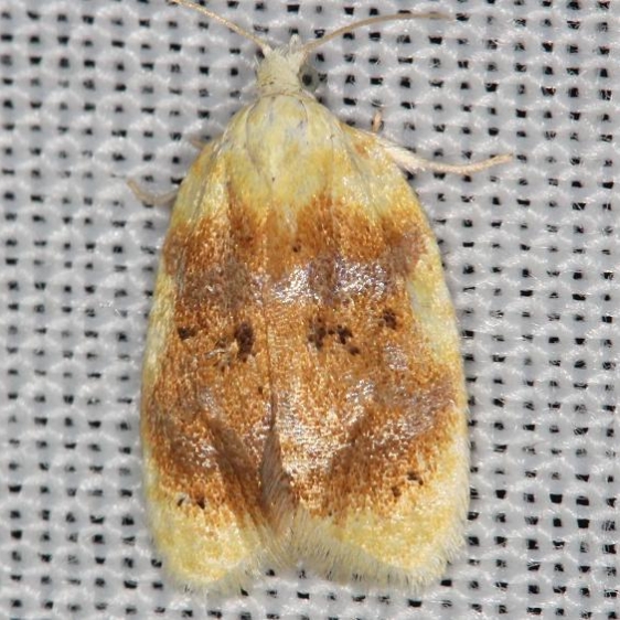 3727 Aproned Cenopis Moth yard 6-5-13