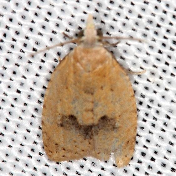 3731 Lentiginos Moth Village Creek St Pk Texas 11-6-13