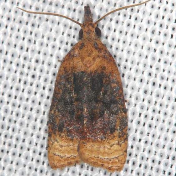 3732 Black-shaded Platynota Moth yard 7-23-13_opt