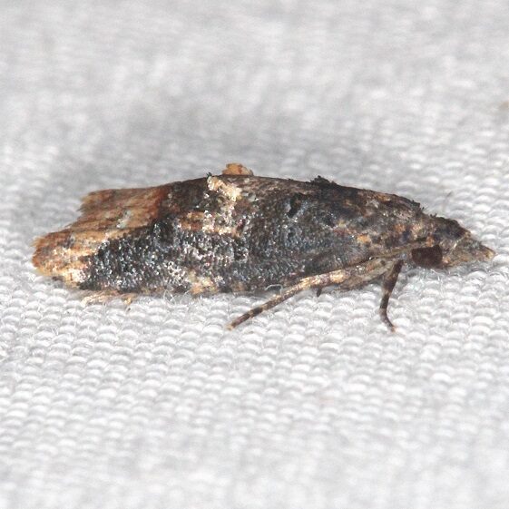 3741 Platynota semiustana-Paynes Prairie St Pk Fl 2-23-22