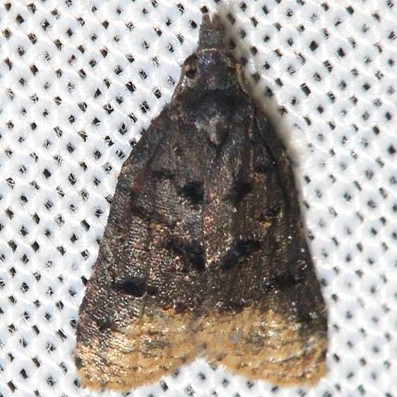 3741 Singed Platynota Leslie Angel's house Tenn 8-24-12