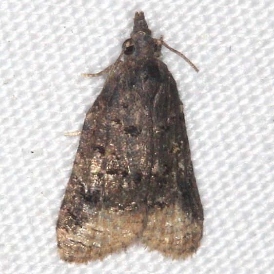 3741 Singed Platynota yard 9-3-15