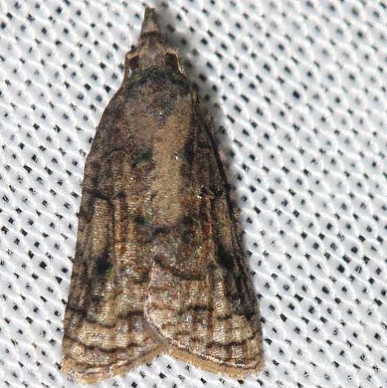3743 Exasperated Platynota yard 8-21-12_opt