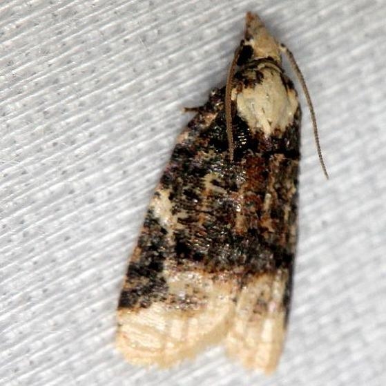 3743 Exasperating Platynota Moth Collier Seminole St Pk 2-26-14