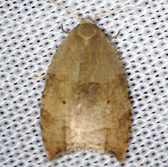 3747 The Batman Moth Shawnee St Pk Oh 6-15-13