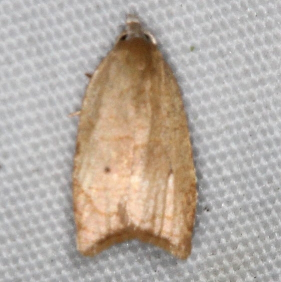 3747 The Batman Moth yard 9-5-15 (3)_opt