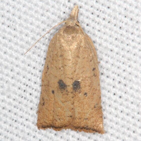 3747.1 Coelostathma placidana-Collier-Seminole St Pk Fl 3-10-22