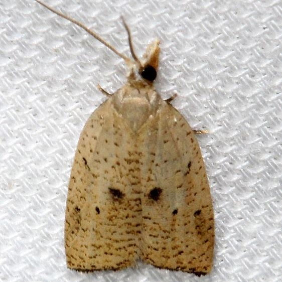 3747.1 Coelostathma placidana Kissimmee Prairie St Pk Fl 3-15-13