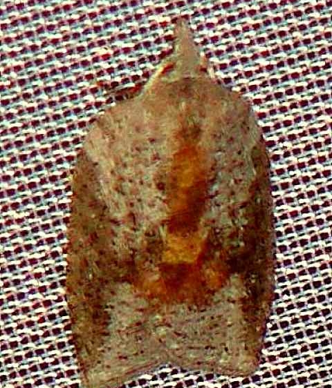 3748 White-lined Leafroller Moth Walden II Lake Co Oh 6-12-09