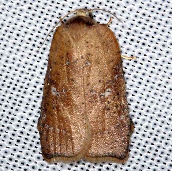 3750.2-Amorbia-vero-BG-Pine-Glade-Lake-Evergladesa-2-21-14-50_opt