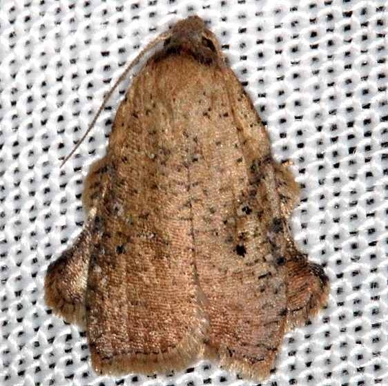 3750.3 Amorbia concavana Lucky Hammock Everglades 2-23-14