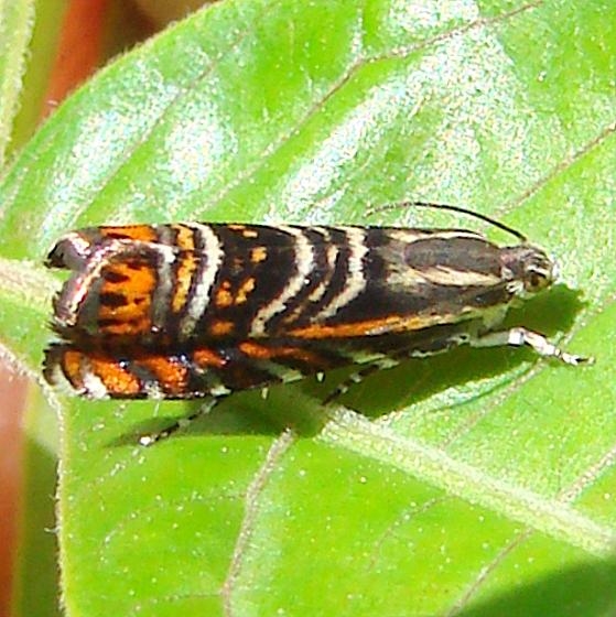 3751 Psychedelic Jones Moth Clearcreek Metro Pk 6-4-12