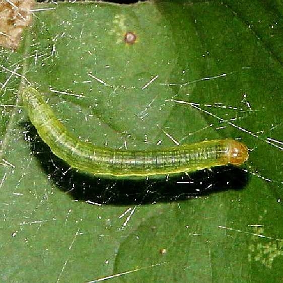 Caterpillar Hogback Park Delaware Co 8-24-15 (9)_opt