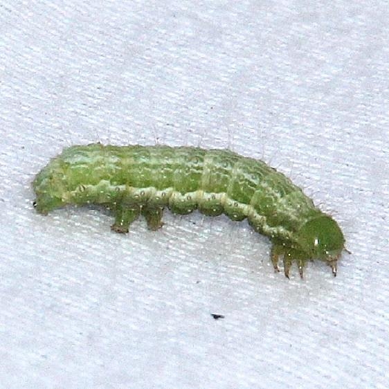 Caterpiller White House Campground BG Grand Staircase Escalantte Utah 5-25-17 (2)_opt