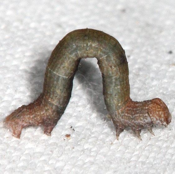 Unidentified Caterpillar yard 9-20-16_opt