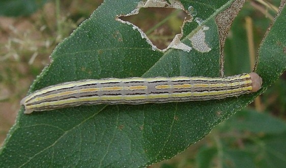 Unknown Caterpillar BG Brown Canyon Trail Sierra Vista Az 9-7-12_opt