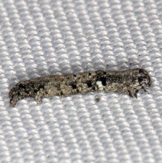 Unknown Caterpillar BG yard 8-18-16 (14)