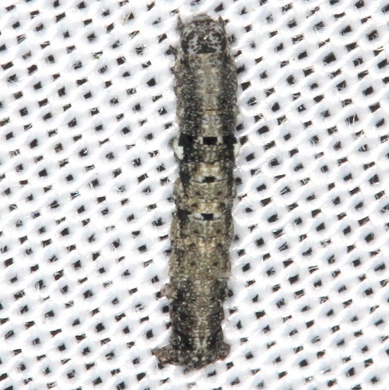 Unknown Caterpillar BG yard 8-18-16 (15)