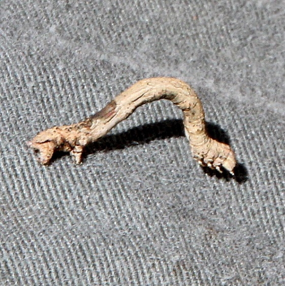 Unknown Caterpillar Carter Cave St Pk Ky 4-23-15