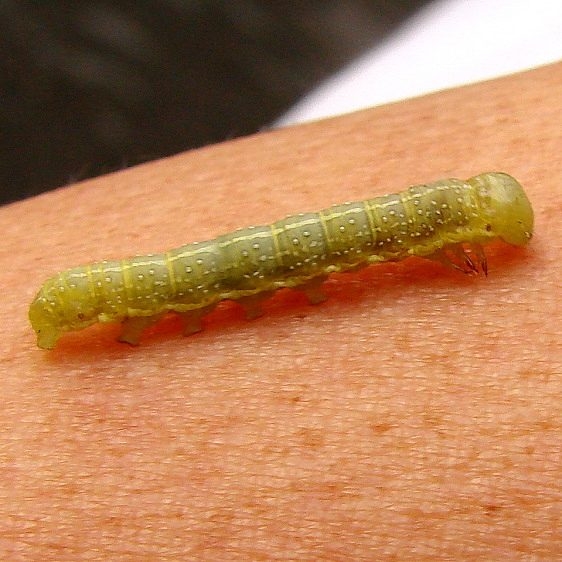 Unknown Caterpillar Jenny Wiley 4-26-12_opt