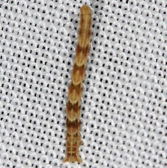 Unknown Caterpillar Kissimmee Prairie St Pk 2-17-14_opt